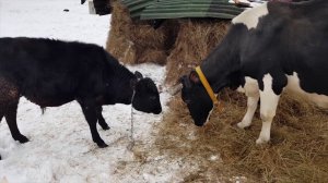 КАКИЕ НОВОСТИ ДЕРЕВЕНСКОГО ДВОРА