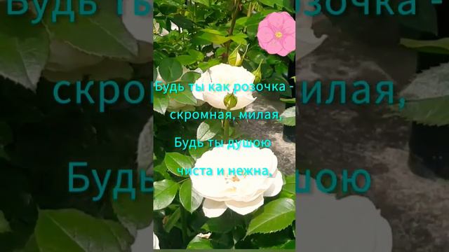 #нежные цветы #музыка #музыкадлядуши