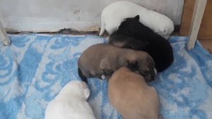 У щенят открылись глаза видео про щенят часть 2