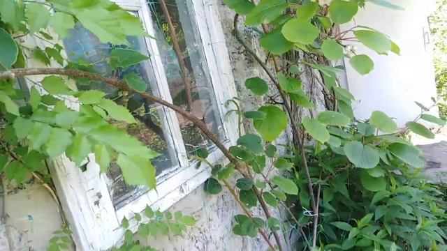 Киви сорт Хейворд. Цветение. Кропивницкий. Украина смотреть онлайн