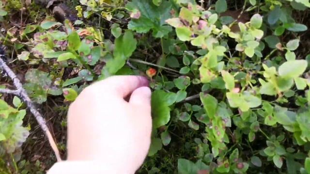 По грибы, по ягоды ВПЕРВЫЕ в местный лес. Одна. Север. Архангельск. смотреть онлайн