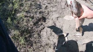 Ловля щуки на живца!!! Рыбалка на Омке!!!!