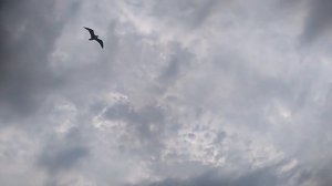 Птицы парят над морем