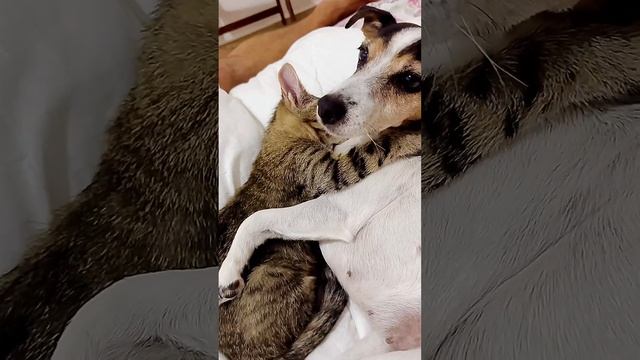 Обнимашки перед сном и немного «куся» ?❤️ #котенок #животные #обними #любовь #мило #собака #семья смотреть онлайн