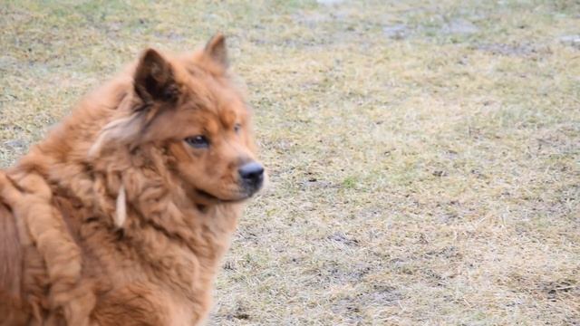 Rottweiler vs Chow chow mix смотреть онлайн