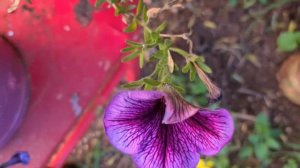 פטוניה סופרטוניה Petunia supertunia