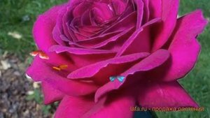 Роза чайно-гибридная Биг Пёпл (rose big popl) ? Биг Пёпл обзор: как сажать, саженцы розы Биг Пёпл