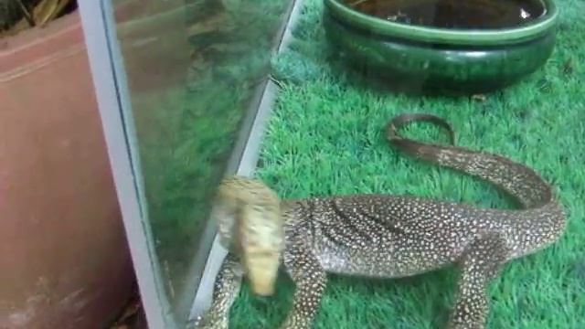 Snake House Hotel Cambodia смотреть онлайн