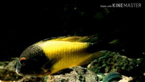 ТРОФЕУС МУРА(ОБЗОР)