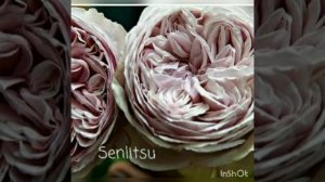 каталог японских роз весна 2022 питомник несиных