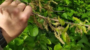 Шелковица мужская и женская - как цветут деревья. На конкретных примерах