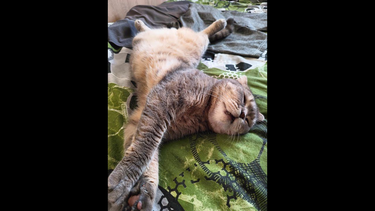 The Cutest Cat In The World #cat #cats #love #catlover #catvideos #animals