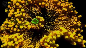 Флуоресценция кораллов.