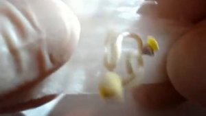 росток врос в ватный диск, что делать