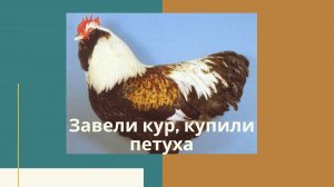 # Завели кур, купили петуха