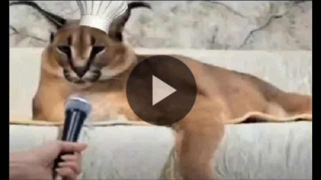 Самое длинное видео в мире