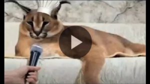 Самое длинное видео в мире