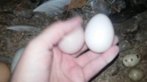 Породы кур и уток и как выглядят их яйца