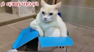 Приколы с котами Самые смешные животные С ОЗВУЧКОЙ ДО СЛЕЗ!