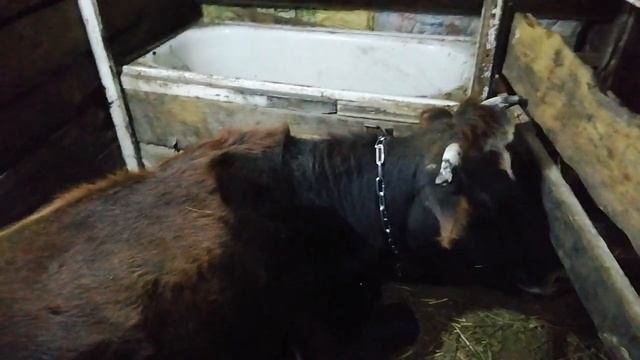 Как определить возраст коровы, телки смотреть онлайн