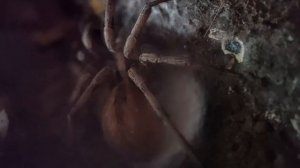 Паук-волк Hogna radiata плетёт кокон