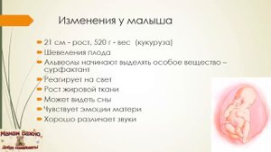 24 неделя беременности: изменения, особенности, рекомендации