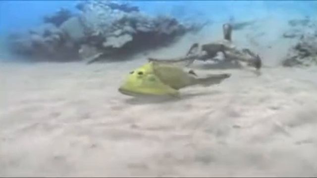 Світ цефаласпіса_Educational movie is used on http://batrachos.com/ смотреть онлайн