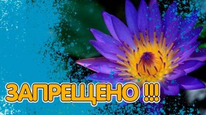 10 ЗАПРЕЩЁННЫХ РАСТЕНИЙ. ЧТО НЕ СТОИТ ВЫРАЩИВАТЬ НА СВОЁМ УЧАСТКЕ!