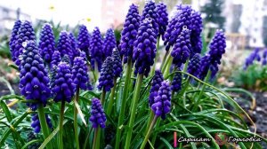 Просто ВЕСНА... Просто АПРЕЛЬ...