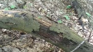 Аккумуляторная мини пила с бесщеточным двигателем и шиной 8 дюймов. Обзор и тест