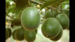 АРХАТ В 300 СЛАЩЕ САХАРА