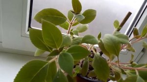 Колерия уход в домашних условиях. Можно ли дома держать это растение?