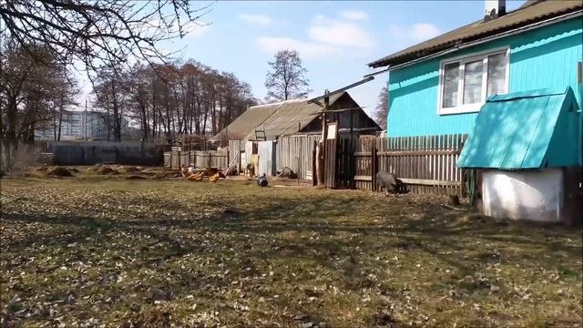 вьетнамские свиньи ответы на вопросы ч2