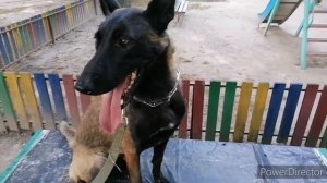 Малинуа подойдет не каждому Бельгийская овчарка особенности породы Мысли в слух