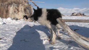 Чукчи оленеводы и их неприхотливые собаки лайки