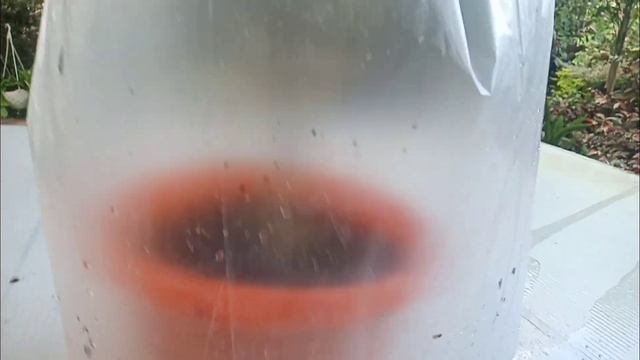 How To Propagate African-Talisay In Cuttings.