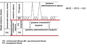 Нормальная физиология дыхания. Спирометрия. Пикфлоуметрия