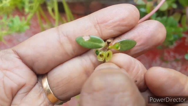 Portulaca pollination and seeds collecting methords/പത്തുമണി ചെടിയിൽ പുതിയ കളർ ഉണ്ടാക്കാം смотреть онлайн