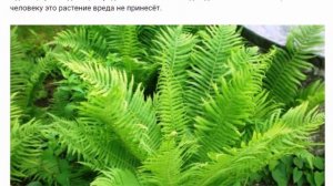 Папоротник в ландшафтном дизайне