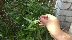 Правильно обрезаем лилии