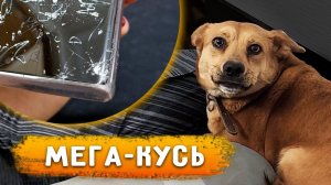 Щенок в БАГАЖНИКЕ. Алиса сгрызла телефон, больше домой не пущу Перс спит в комнате. Нашла вакцины.
