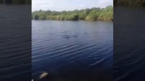 Крокодил в России