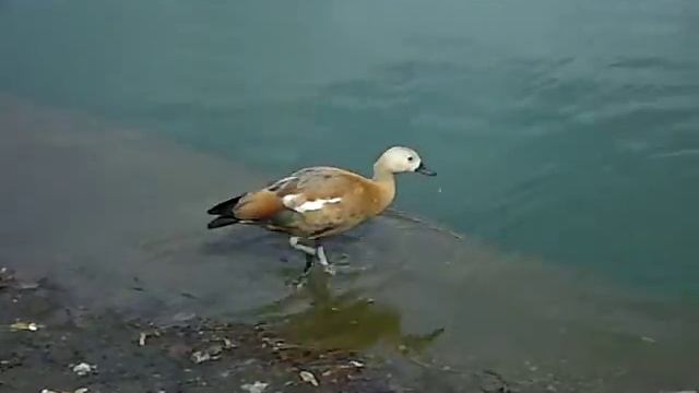 Подросшие птенцы огарей смотреть онлайн