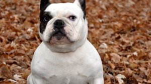 Порода собак. Бульдог. Бойцовская порода собак