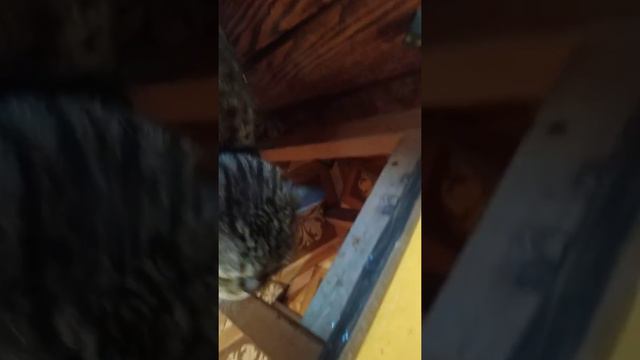 Джим что-то хочет,но не может сказать смотреть онлайн