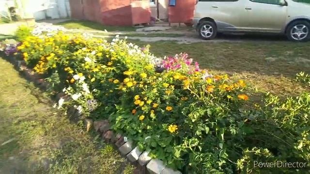 Мой шикарный цветник в середине августа ???