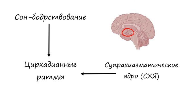 ПОЧЕМУ ВАЖНО СПАТЬ В ТЕМНОТЕ? смотреть онлайн