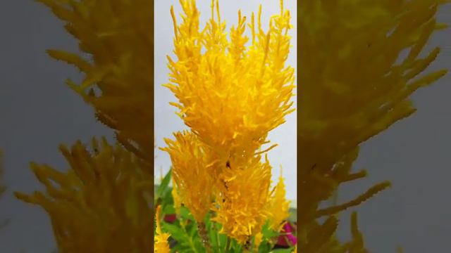 celosia century yellow