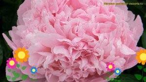 Пион молочноцветковый Марта Буллок. Краткий обзор, описание paeonia lactiflora Martha Bulloch