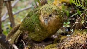 Красные страницы Красной книги